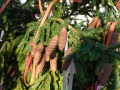 MK-Maibaum (13)