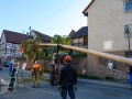 MK-Maibaum (16)