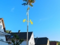 MK-Maibaum (20)