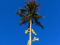 MK-Maibaum (21)